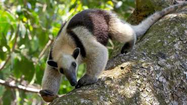 Tour al Parque Nacional Corcovado