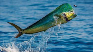 Tour de pesca deportiva